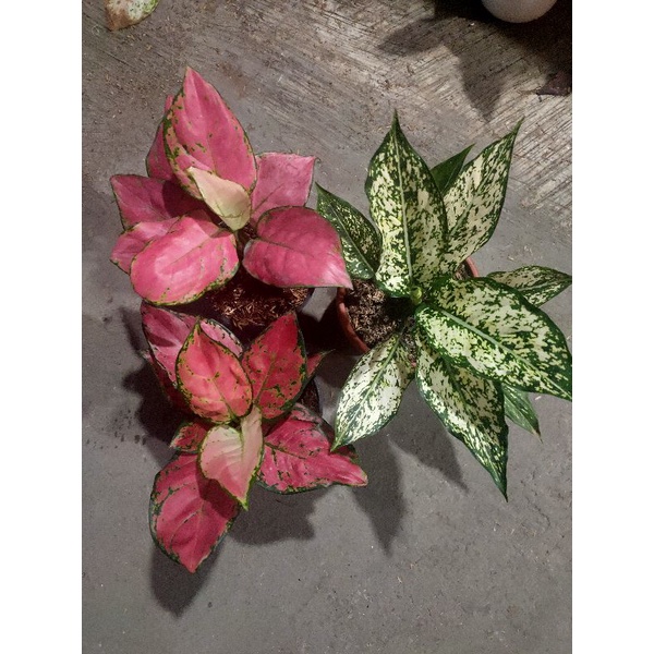 paketan aglonema murah meriah