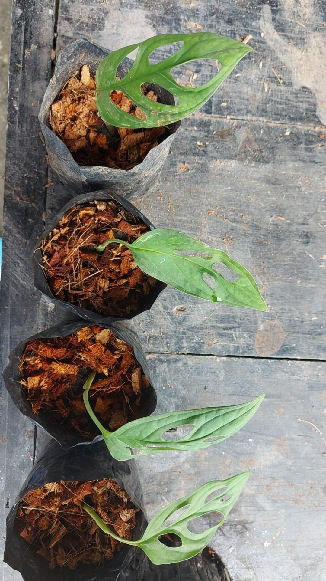 Pohon Janda Bolong Monstera Adansoni Accuminata Monstera Adansonii Acuminata