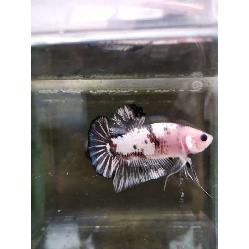 ikan cupang hias koi cooper