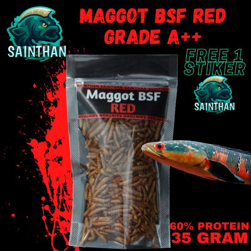 Maggot BSF Red Grade A++ Untuk Channa, Louhan, Oscar, Arwana, Peacock Bass