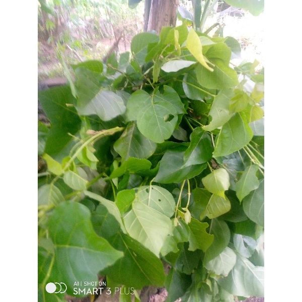 

daun Dadap serep 500gr