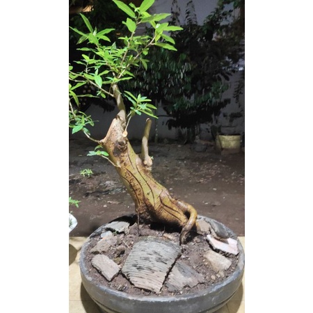 bonsai Loa