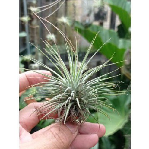 Tillandsia Ionantha Rosita x Magnusiana