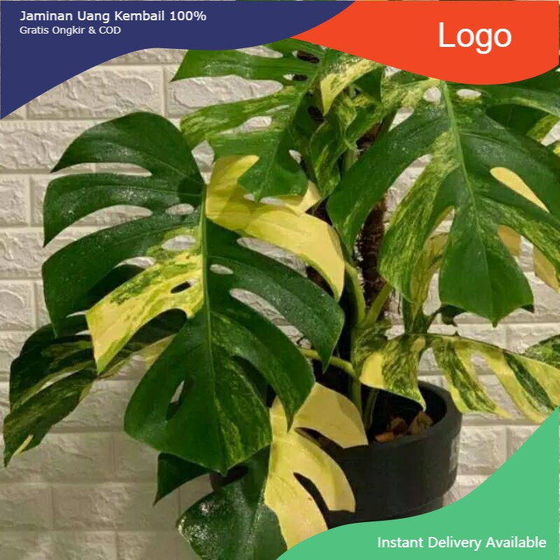 bonggol Monstera king varigata gold original