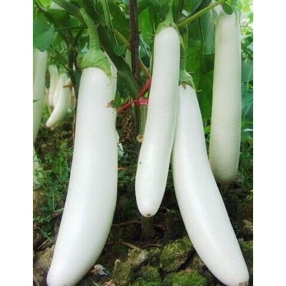 UNIK Bibit Biji Benih Sayur Terong Putih Kania F1 50 butir 2 SEPTEMBER