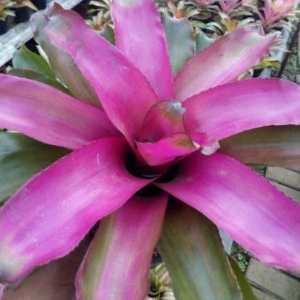 tanaman bromelia pink grace - bromelia pink grass - pohon bromelia pink - tanaman nanas nanasan
