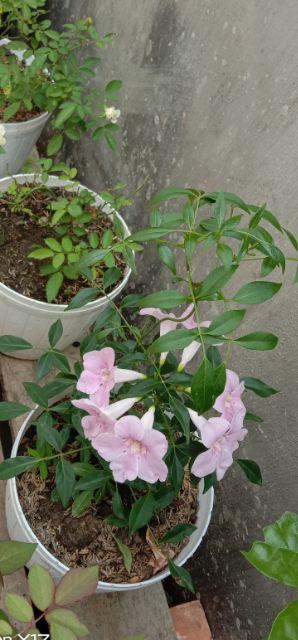 Paranet / Jaring Atap Per Meter