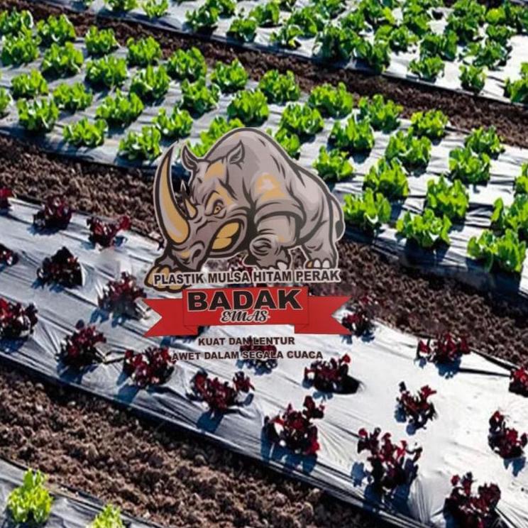 Best Update MULSA HITAM PERAK KAIN TEBAL DAN ELASTIS