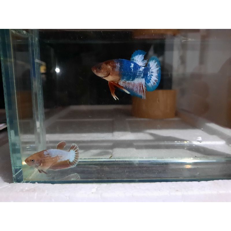 ikan cupang ws besgeal murah size M 3.5 bulan