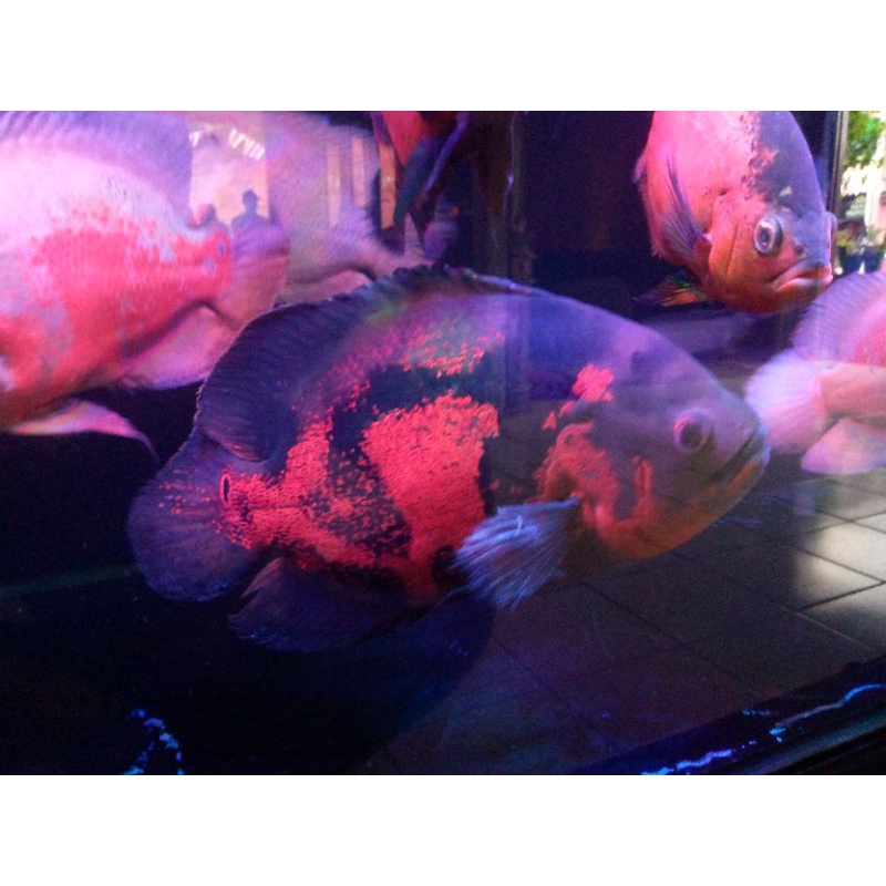 ikan Oscar Tiger red jumbo 7 jari