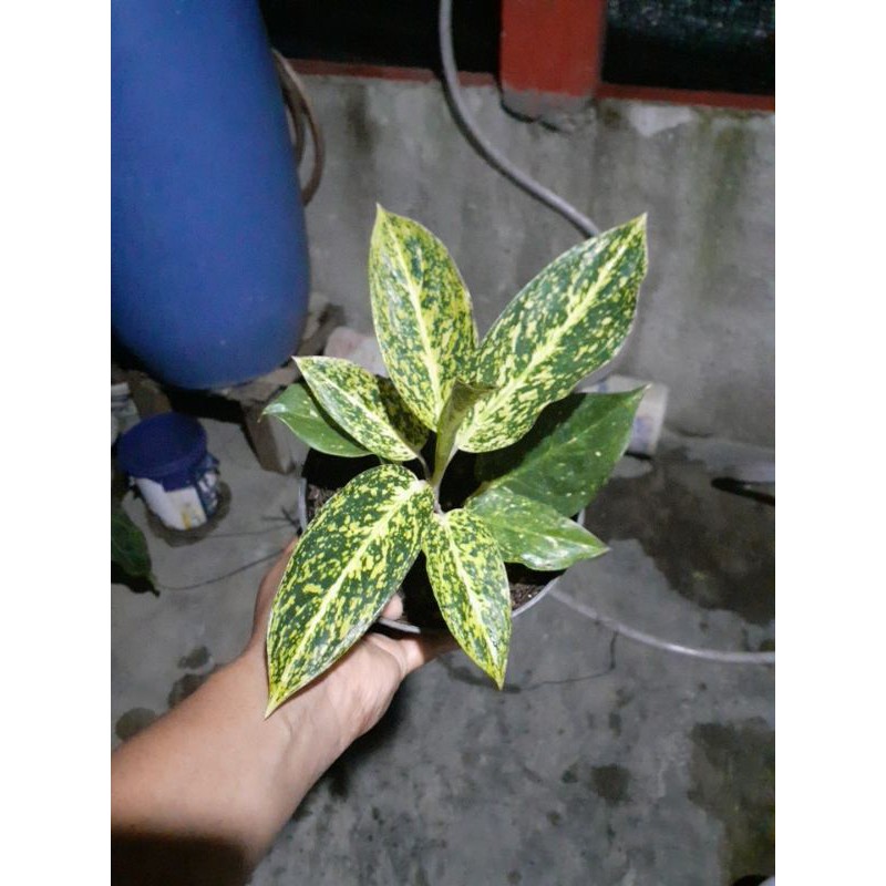 aglaonema mutiara / white stardust