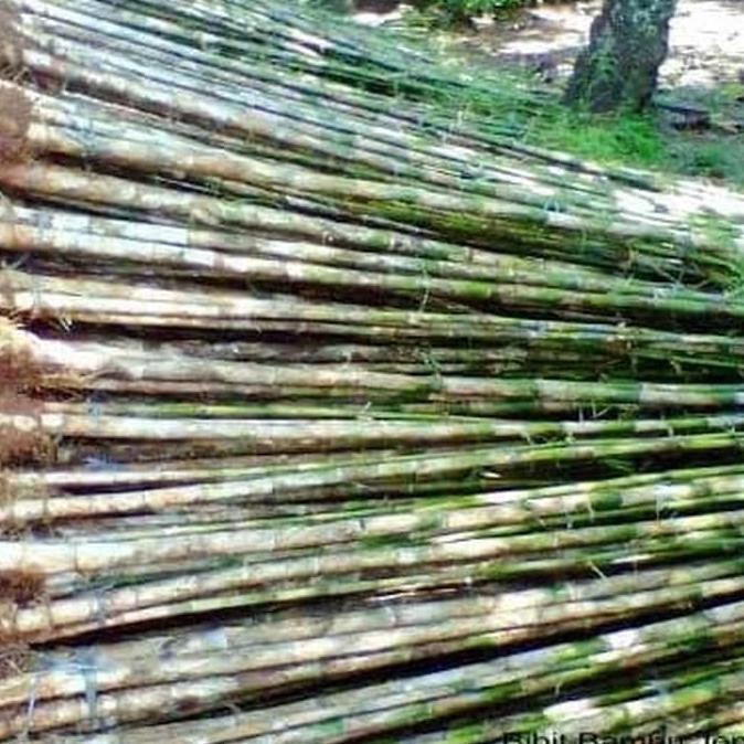 bambu jepang | tanaman pagar | aneka bambu