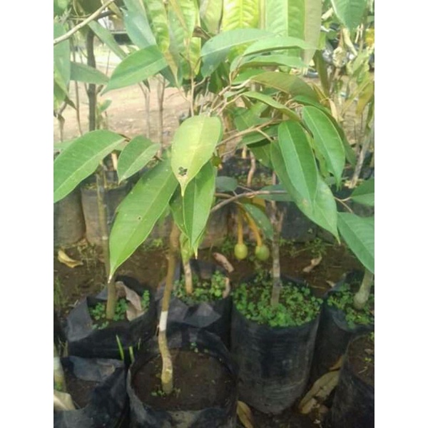 bibit durian montong cepat berbuah