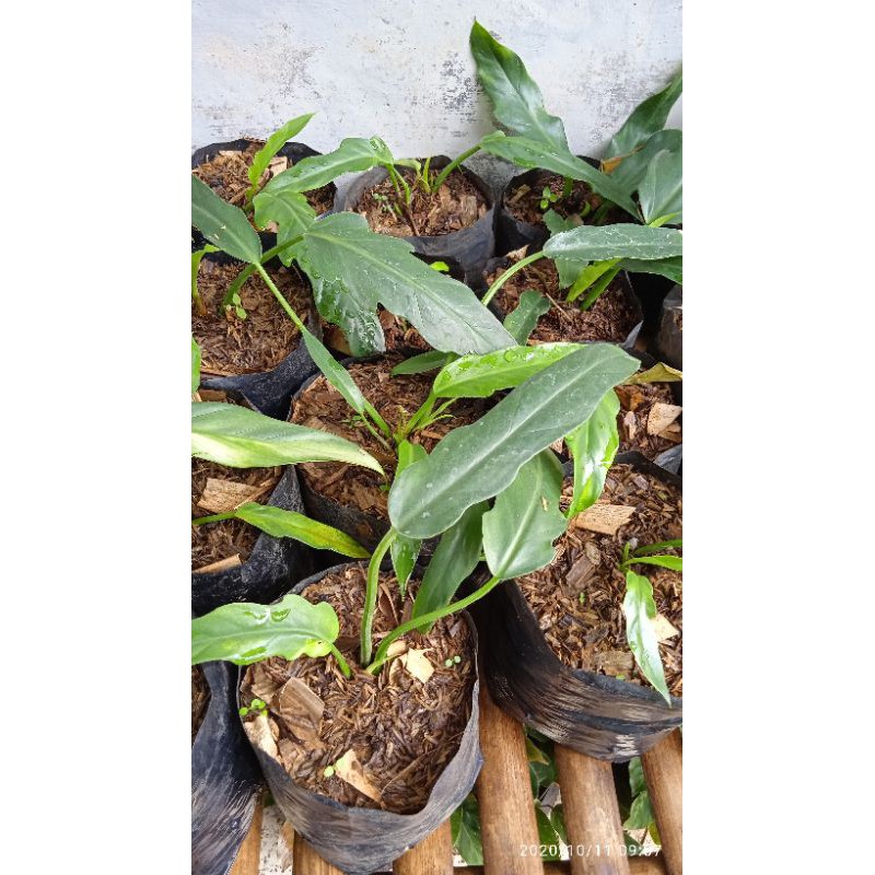 Tanaman hias phillo gergaji