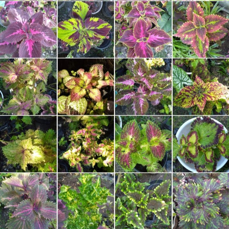 Tanaman Miana Corak Bagus dan Cantik stek batang / Bunga Coleus/Jawer/ Iler/ Miyana/ Miana Lokal Mia