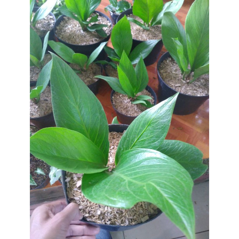 Tanaman Hias Anthurium Jemani Cobra Katalog - Jemani Cobra