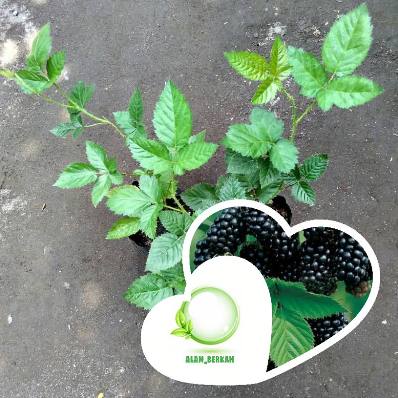 Bibit tanaman buah blackberry/pohon buah blackberry