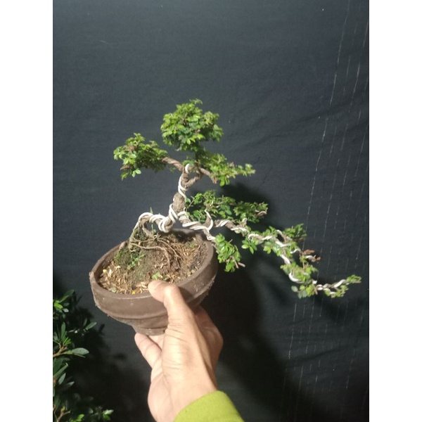 ulmus mikro.,original mikro daun kecil