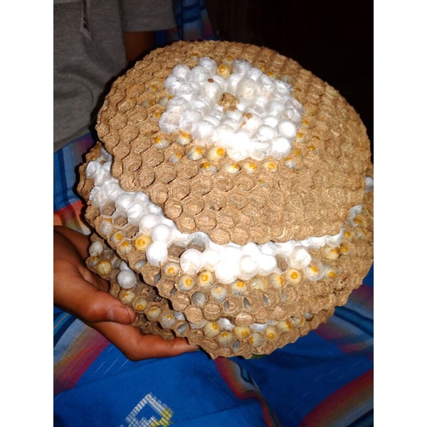 Lrva Tawon Endas, larva lebah tawon. pakan burung gacor,pakan umpan pancing 250gr