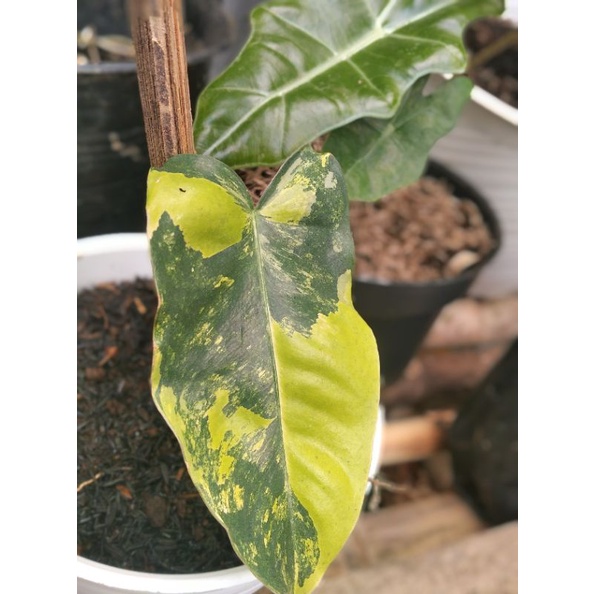 brekele varigata/ burrlemarx variegata