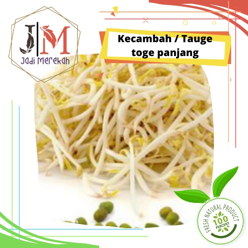 

[JM SoFresh] - Kecambah Kacang Hijau Panjang / Tauge Panjang / Toge panjang