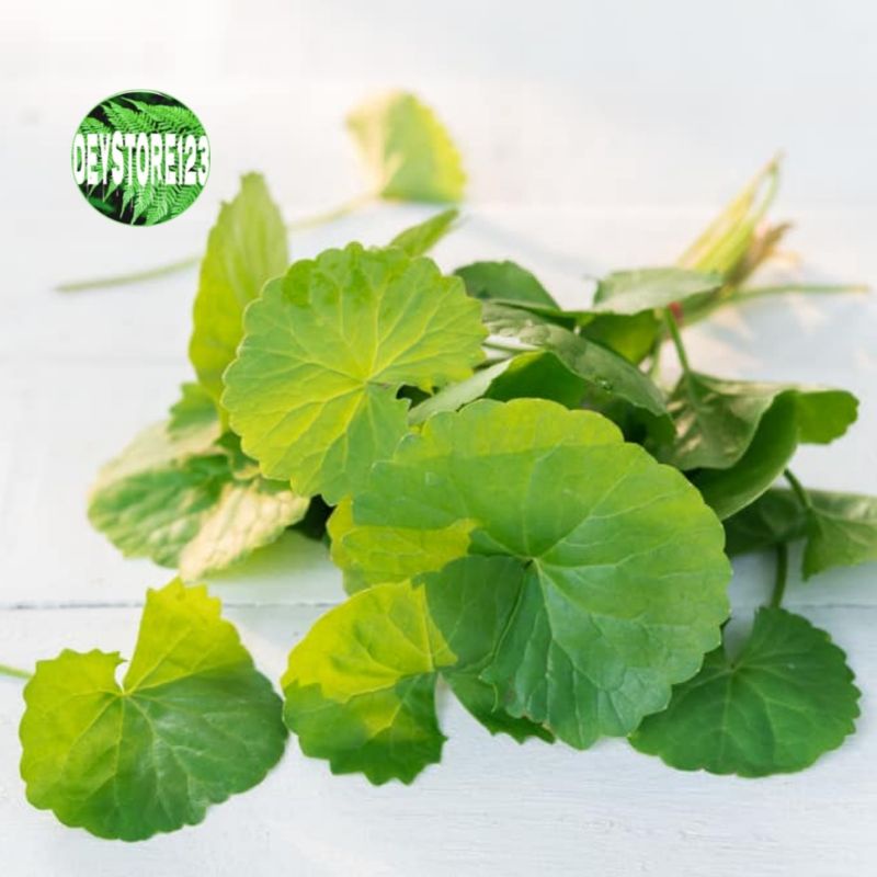 

Daun Antanan / Pegagan Segar 1 kg