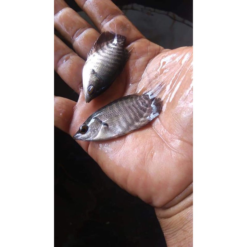 Ikan Gurame Soang - Bibit Ikan Gurame - Bibit Ikan - Bibit Gurame - Gurame - Gurame Soang