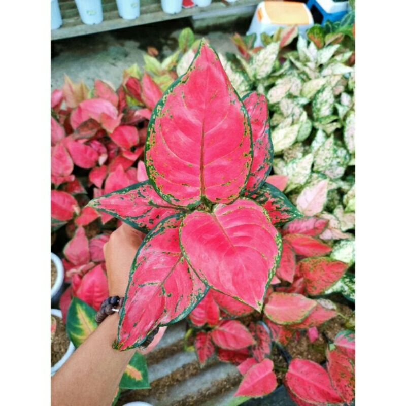aglonema bibit anakan red anjamani