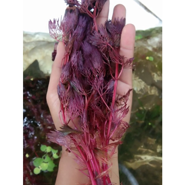 cabomba super red paket (10 batang)