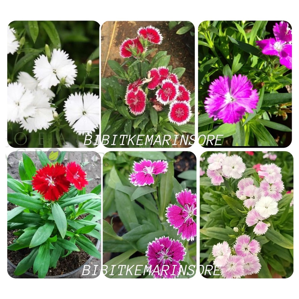 Bibit Bunga Anyelir Diantus Bicolor Hybrid/Tanaman Bunga Anylier Dianthus