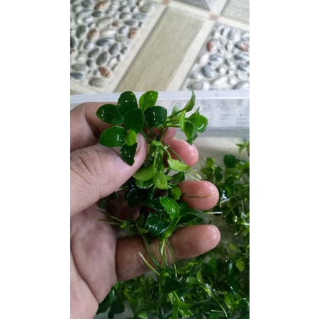 anubias petite