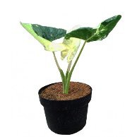 Alocasia Variegata