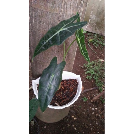 baby / anakan alocasia amazonica /keladi amazon