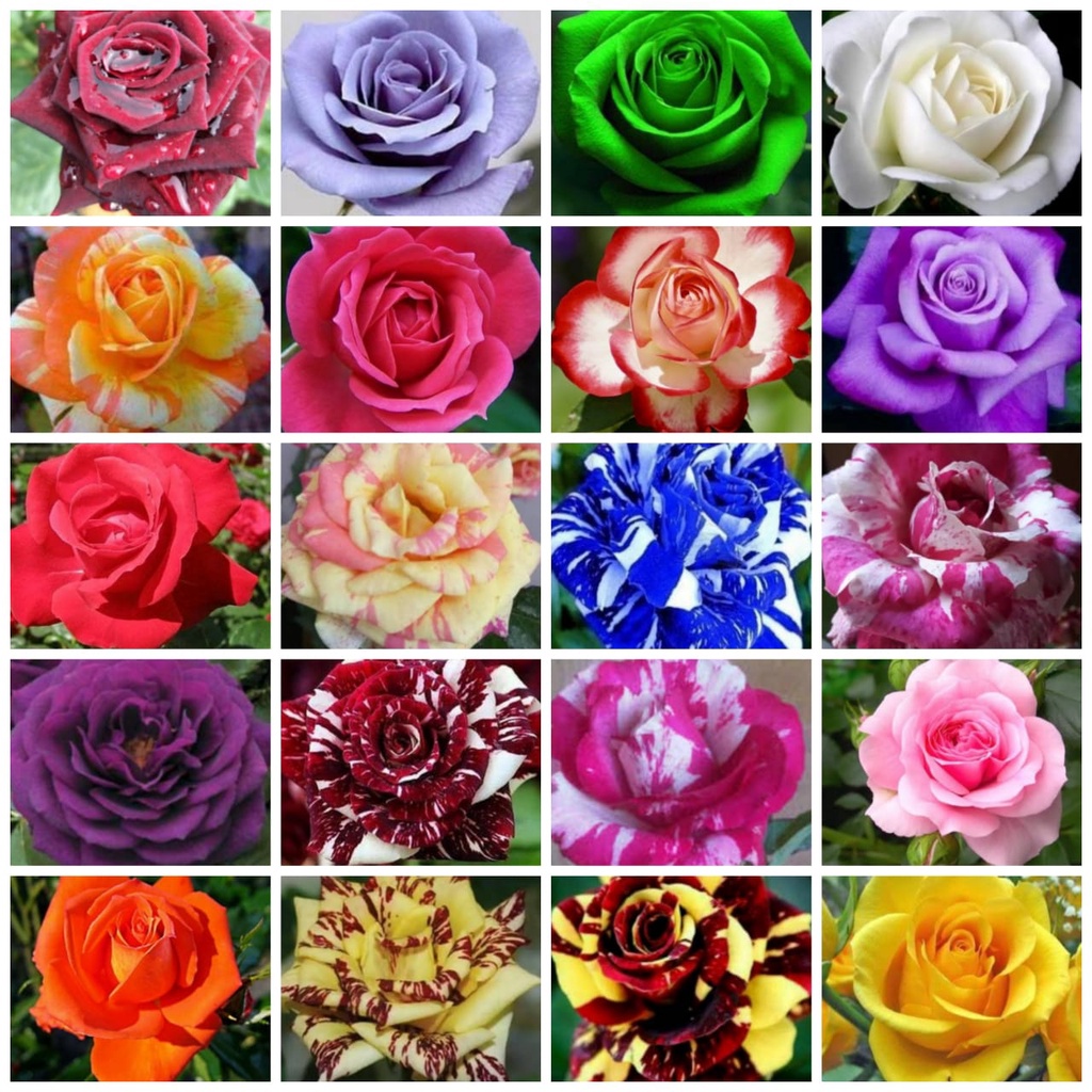 bunga Mawar Holland Jual bibit bunga mawar  holland asli murah berkualitas