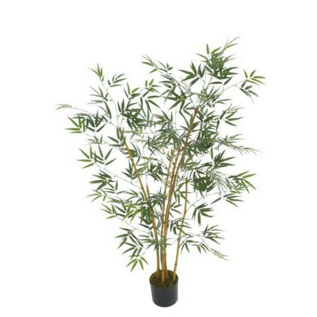 Bibit Tanaman Hias Bambu Kuning Mini