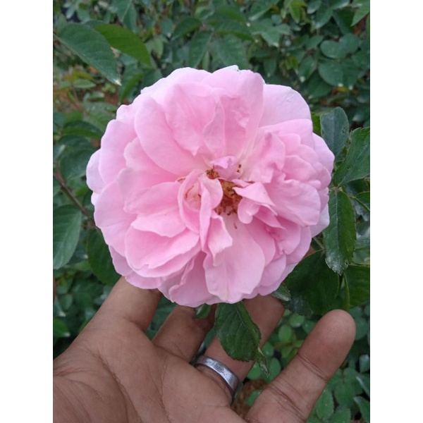 MAWAR IMPORT DAMASENA DEWASA
