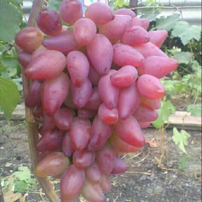 Bibit anggur import dubovski pink Grafting Siap Berbuah