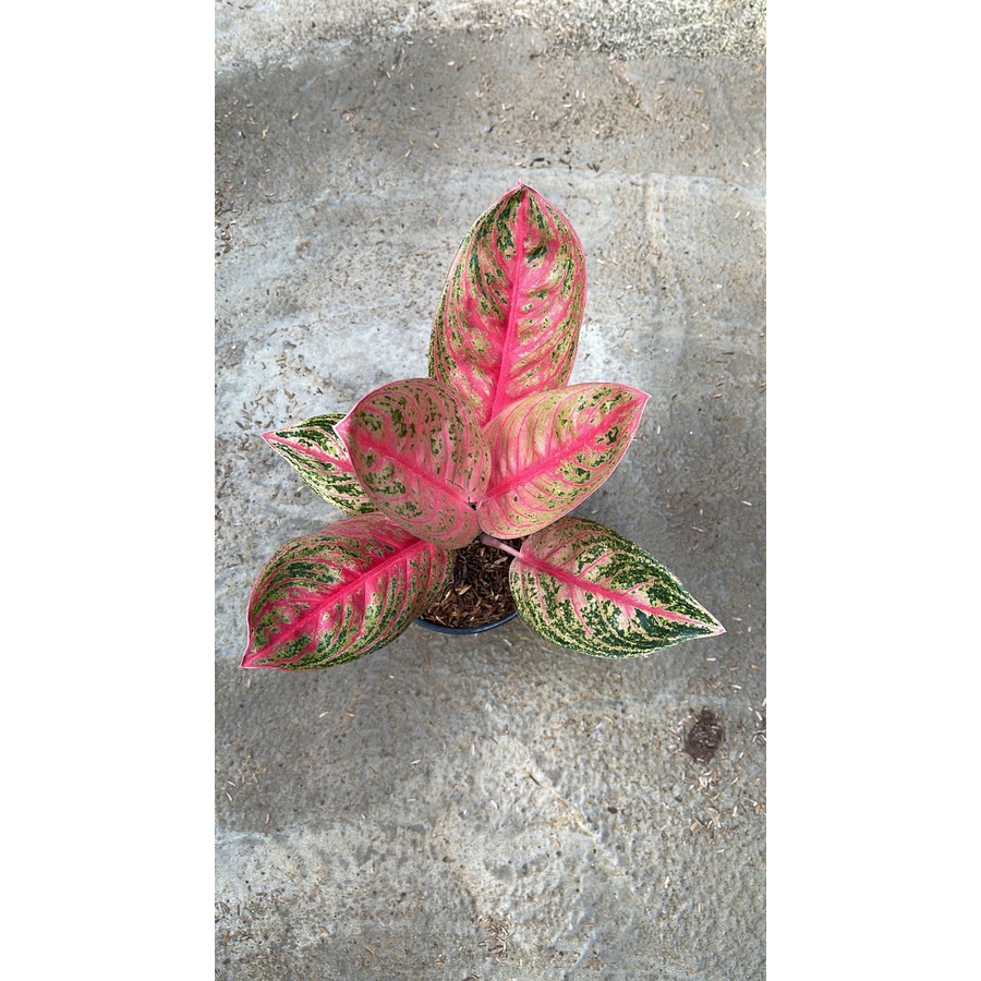 bunga aglonema widuri