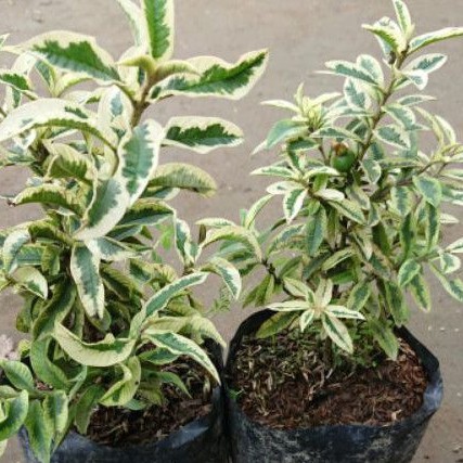 

bibit jambu krikil mini farigata