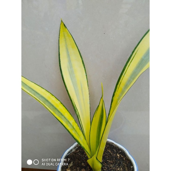 sansevieria gold banner mutasi