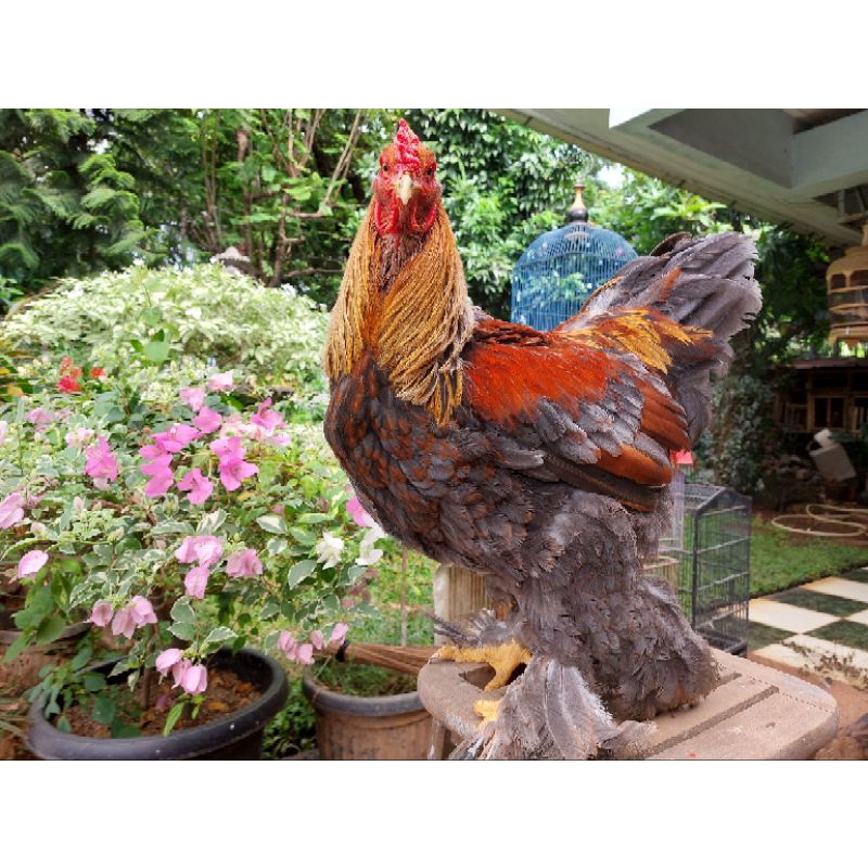 telor fertil ayam brahma gold partridge