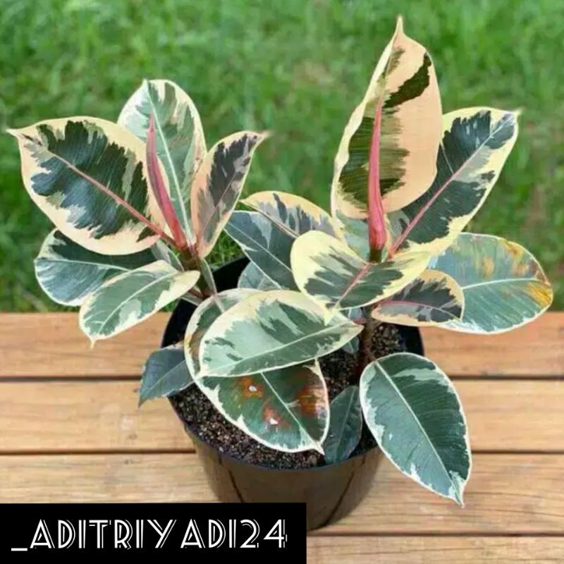 Tanaman hias murah karet merah varigata/karet kebo varigata