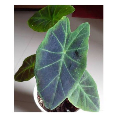 Tanaman hias keladi hitam caladium black magic.