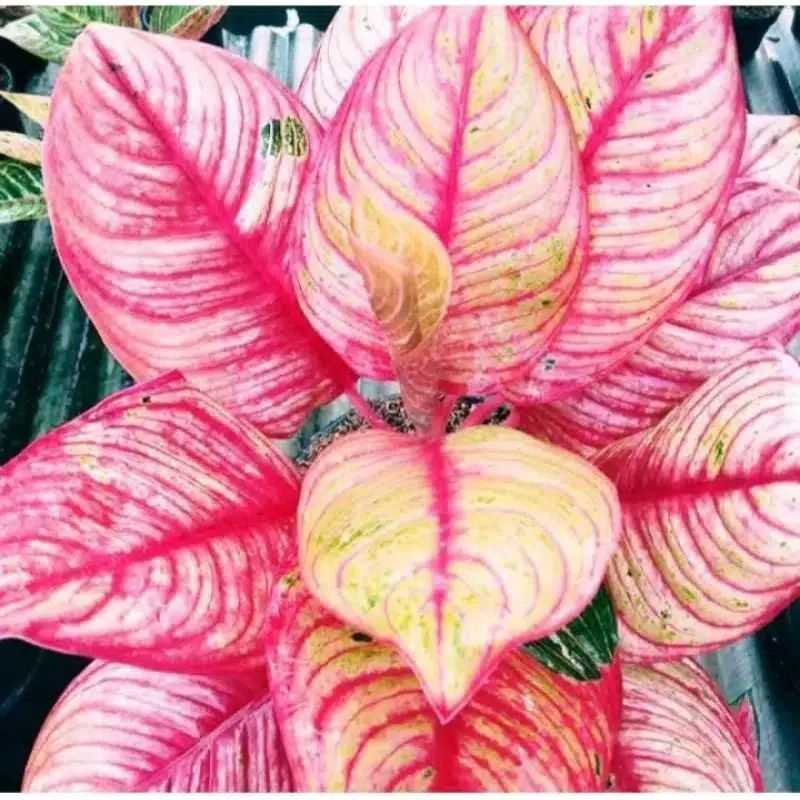 Aglaonema Huges / Aglonema siam aurora Remaja florist nursery / Aglonema huges (Tanaman hias aglaone