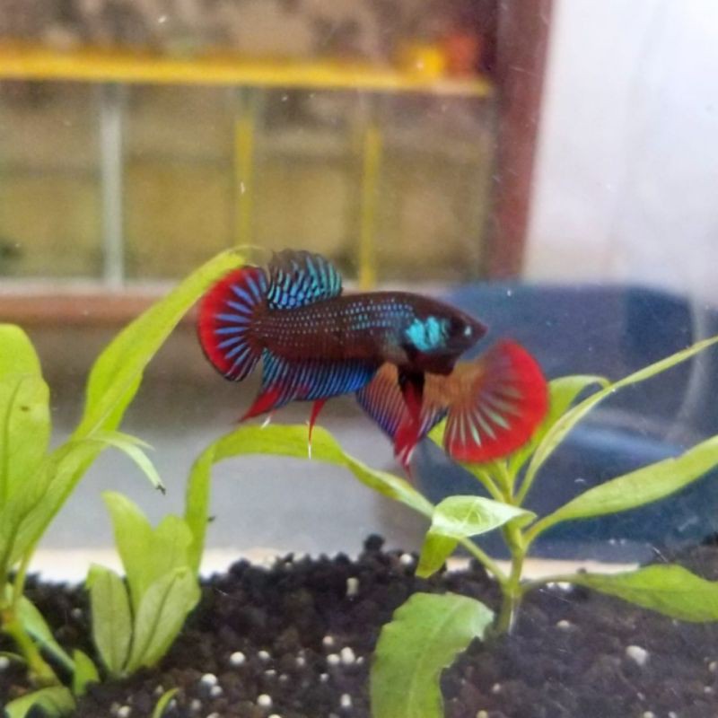 1 Pair Wild Betta Imbellis
