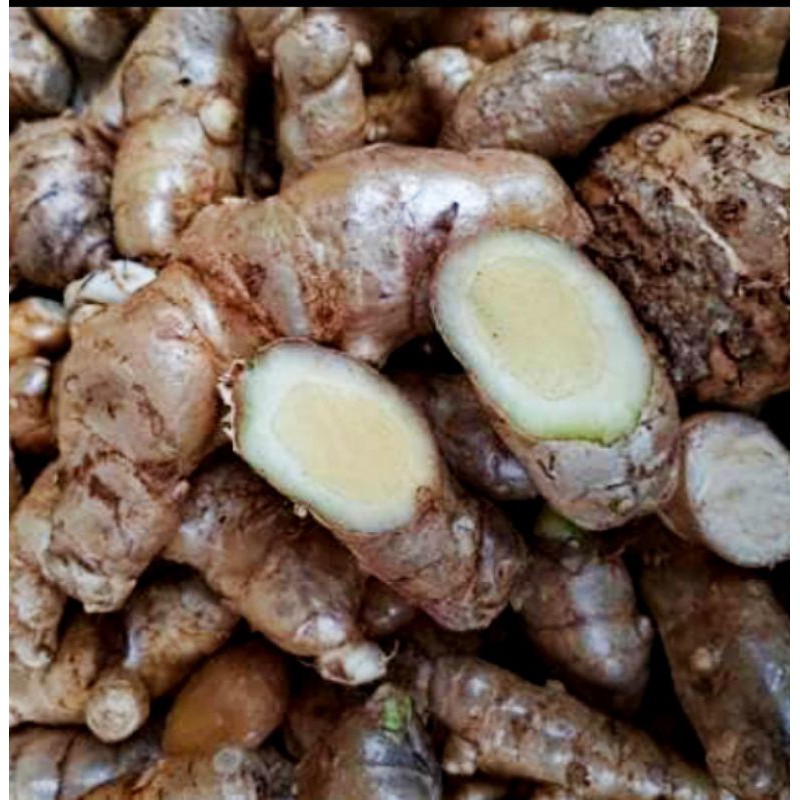 Jual Kunyit Putih Segar 1kg Temu Putih Curcuma Zedoaria Shopee Indonesia 7917