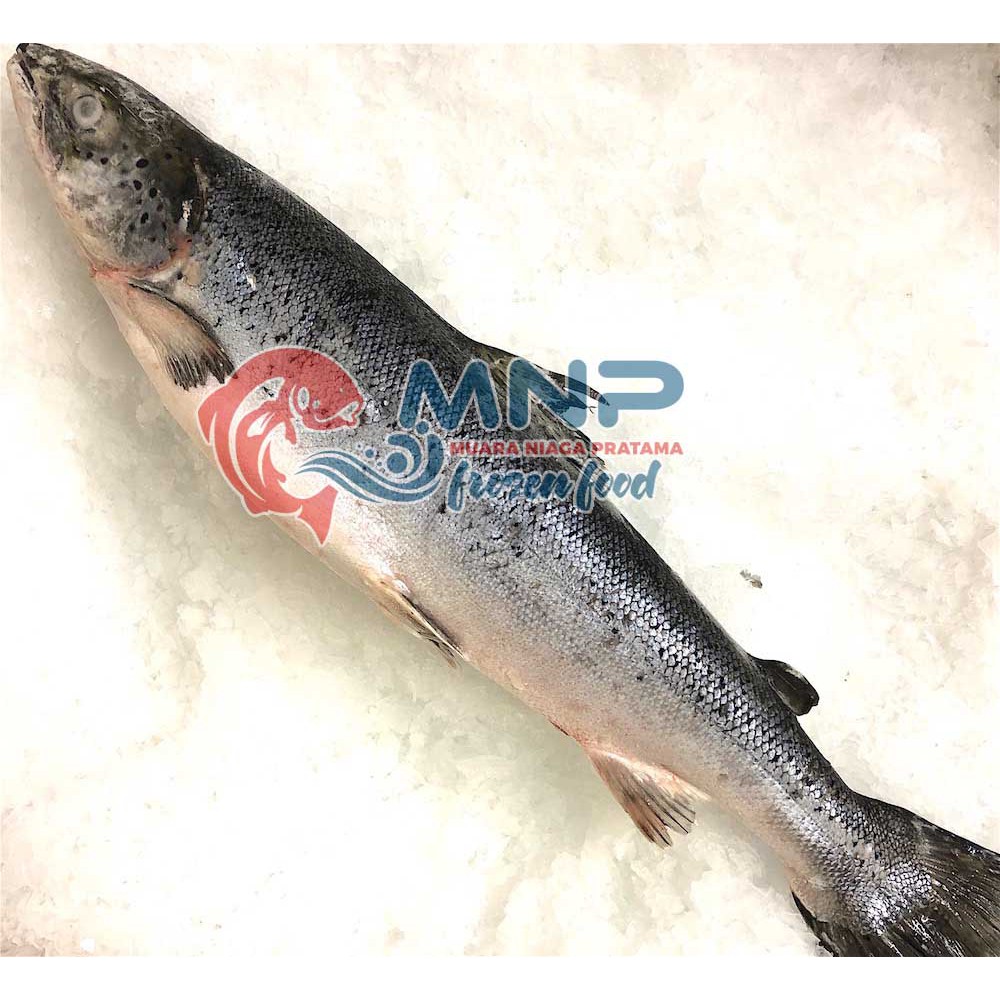 

Salmon Whole HO