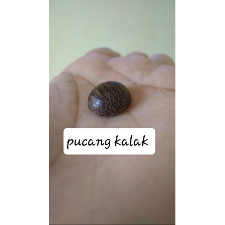 galih pucang kalak