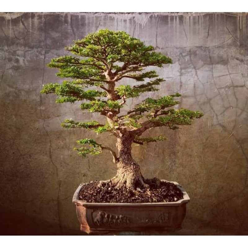 Biji kawista batu / kawista kerikil 400 biji siap semai