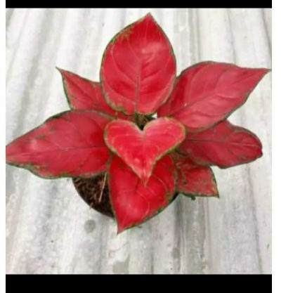 Tanaman Hias Aglonema Suksom Jaipong // Aglonema // Suksom Jaipong //